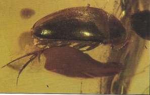 Weevil (Coleoptera: