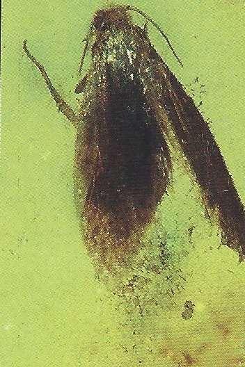 Baltic amber. Fig. 144.