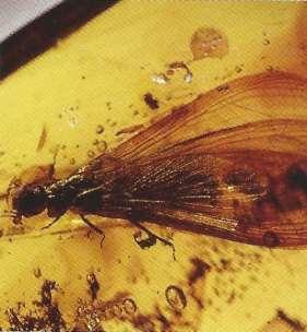 107. Large termite