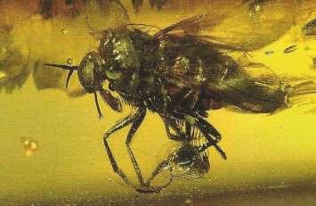 Snipe flies (Brachycera: Rhagionidae)