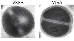 S. aureus: the path to resistance early 2000's: the rise of the VISA Thickening of the cell wall making vancomycin defeated by a too large abundance of its target (D-Ala-D-Ala) Howden B P et al. Clin.