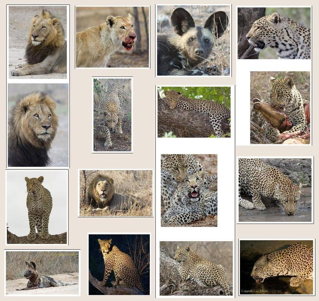 Cat Profiles: Some of the more well-known cats and dogs seen in the Sabi Sand Game Reserve by Naturetrek Groups in 2009. Images by Leon Marais, and not to be used without permission.