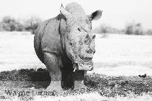 Rhinoceros Black: Diceros bicornis White: Ceratotherium simum The black and white rhino can be differentiated by the shape of it s mouth.