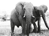 The natural skin coloration of the two species is similar (greyish brown), African Elephant Loxodonta africana Elephants spend about 16 hours a day feeding, and will