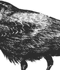 Common Raven (Corvus corax) A.O.U. No. 486.0 RANGE: Breeding: Northern North America, s. to coastal Maine, the Dakotas, and the mountains to Georgla and Central America. Local in Adirondack Mountains.