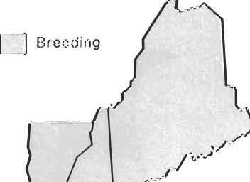 Eastern Kingbird (Tyrannus tyrannus) A.O.U. No. 444.0 RANGE: Breeding: New Brunswick, w. to sw. British Columbia, s. to Florida, New Mexico, and Oregon. Winter: Central and South America.
