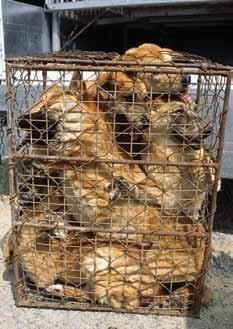 The South Korean Dog Meat Trade Animal Welfare Institute Friend or Food?
