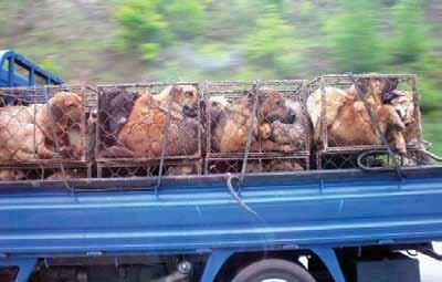 Kyenan Kum of IAKA Stacked cages crammed with dogs fill the back of a pickup truck as it carries the dogs to slaughter.