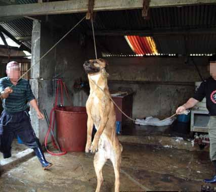 Premeditated Torture Akin to the abysmal manner in which pigs and chickens are raised for meat in factory farms, dogs raised for meat in South Korea endure miserable living conditions.