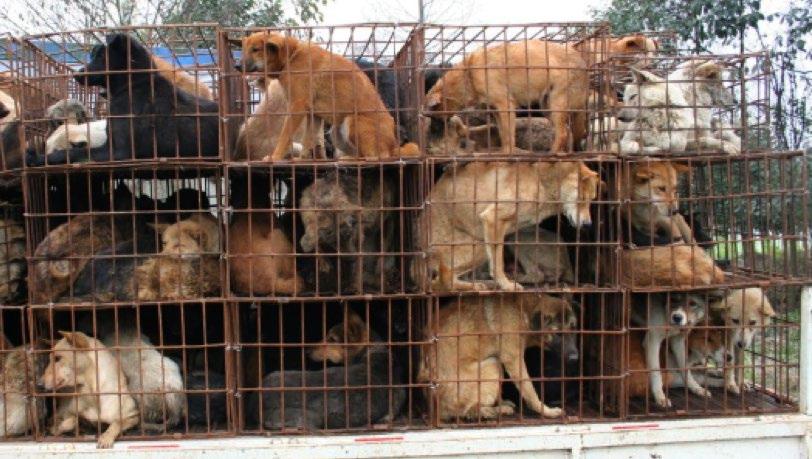 Chinese dog trade uncovered Summary:In June 2015, Animals Asia released a series of in-depth research reports on China s dog industry.