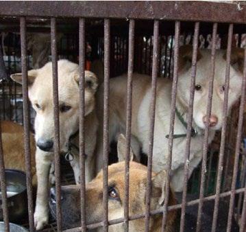 Animals Asia s four year investigation into every stage of the dog industry supply chain saw investigators visit more than 110 dog retailers, 66 restaurants and food stalls, 21 farmers markets, 12