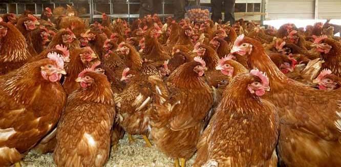 Source: Poultry Association of Zambia AVERAGE PRICES FOR THE POINT REMAINS UNCHANGED The prices for the point of lay remains unchanged from those obtained last week.