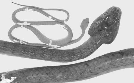 Scaling of snake gap bridging 1149 extraordinarily thin body (Lillywhite and Henderson, 1993), which further suggests that low weight per unit length conveys benefits for certain types of limbless