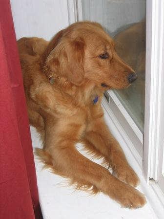 Haylee sits in the window and watches as her family leaves to go bye-bye without her! Haylee s mom, Laura Reilly, says that she thinks she s part cat!