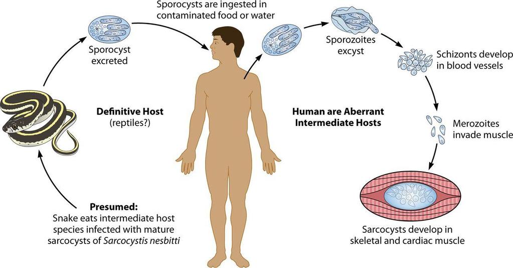 Humans as aberrant intermediate hosts for Sarcocystis species.