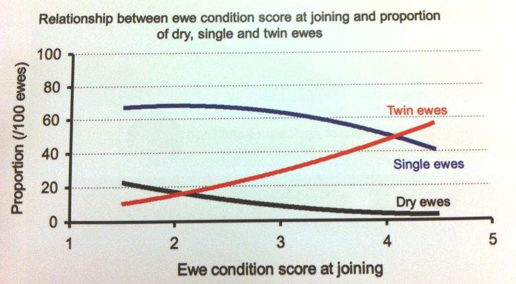Ewe Condition