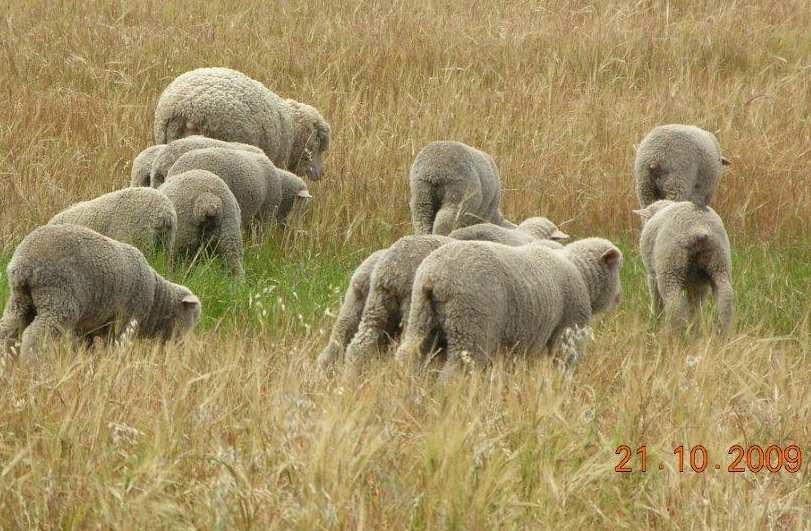 After Lambing Short lambing period (35 days) is essential for effective management Weaning time 12-14 weeks for merinos ALWAYS Crossbreds depends on allocation