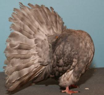 They are called unknown factors or modifiers especially in the pigeon genetics world.
