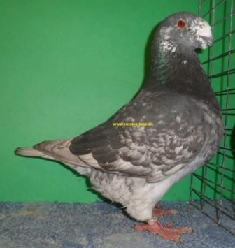 Isabel colouration Isabel is a colour category present in the standard of a number of pigeon breeds, and not all of them are