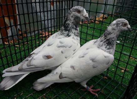 In some pouter and colour pigeon breeds, dominant Opal is part of the Isabel colouration, whereas in the case of a number of