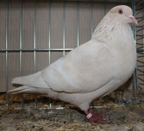 In Saxon pouters, Saxon field colour pigeons, German field colour pigeon, the females normally are darker in colour, but too dark