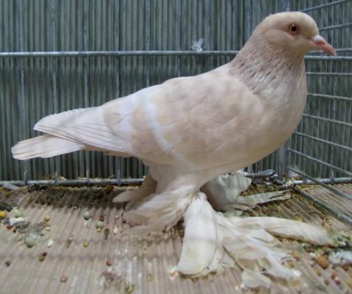 According to the test breeding result of some people, the soft light yellowish white barred Isabels are recessive red dominant