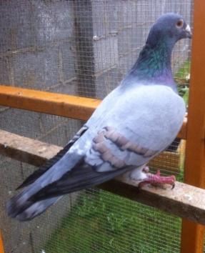 German field colour pigeon by Mick Bassett The colouration is called pale blue in the German field