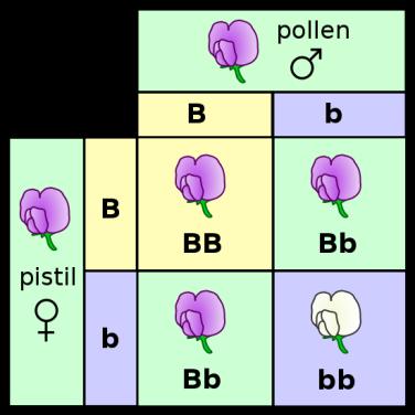 Name Period Genetics Practice Problems 1. For each genotype, indicate whether it is heterozygous (HE) or homozygous (HO) AA Bb Cc Dd Ee ff GG HH Ii Jj kk Ll Mm nn OO Pp 2.