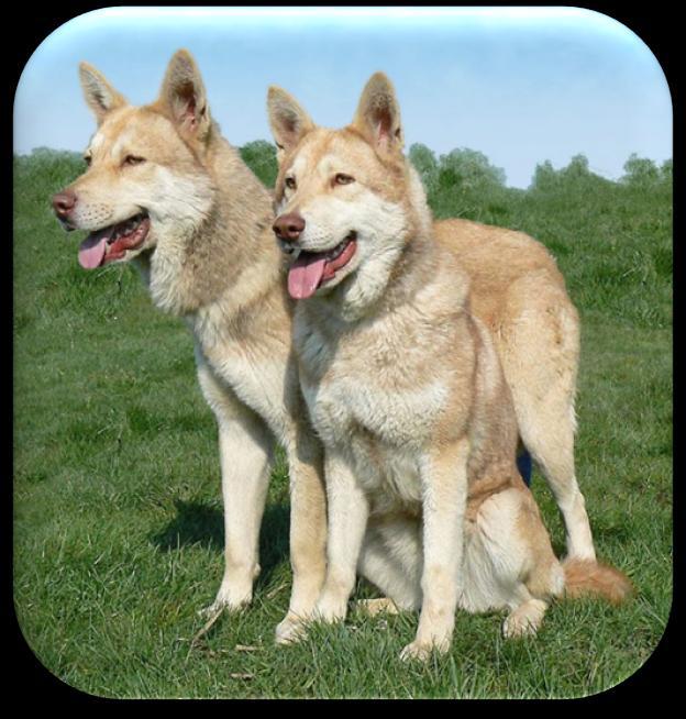 The origin of Czechoslovakian Wolfdog breed is