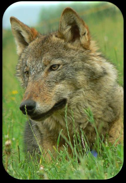 55 males and 65 females of Czechoslovakian Wolfdog 6 males and 16 females of Saarloos Wolfdog 2 Eurasian wolf males and 8 Eurasian wolf females 1 male and two female crossbreeds of F 1 generation