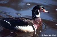 a complete hunting ban from 1918 to 1941 Description Many naturalists and hunters consider the Wood Duck Aix sponsa to be the most beautiful duck in North America, if not the world.