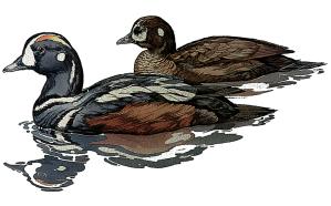 From a distance, Harlequin Ducks look black or dark grey and can easily be confused with more common sea ducks, such as scoters.