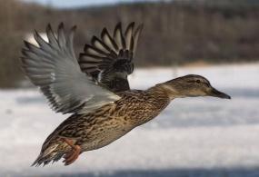 Second fact - some of us are dabblers. duck - mallard Shirley - you are too smart. Yes the animal/bird tonight is the duck!!! Some ducks are dabbling ducks and some are diving ducks.