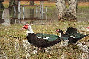 Muscovy ducks originated in Russia I believe. They are found in South America. Some feral ones have taken residence in North America. Yes they have red warty looking things around their faces.