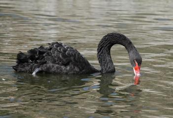 ? Shelly - if you Google black swan theory - I think that is where that came from.
