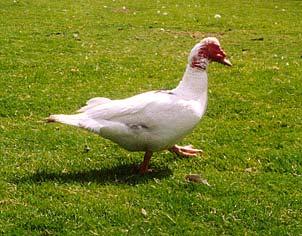 It is a long, stretched, low stance and heavily built duck with a wide flat tail. The body is very broad and carried horizontally. The breast is broad and well rounded without a keel.