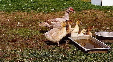 Muscovy ducks are not noisy birds; the females are almost mute.