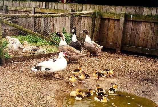 The female rears the young until they can fly and the ducklings learn from the mother's actions.