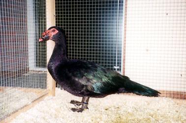Left: Four chocolate Muscovies talking about the weather Right: Black drake Utility qualities Female Muscovy ducks were often used in the past as natural incubators for hatching all kinds of common