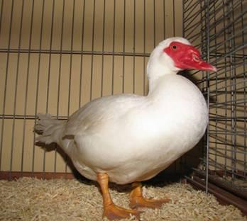 White Muscovy ducks. Left: the male, right below the female. Photos: Mick Basset Right below: Brown pied Muscovy drake.
