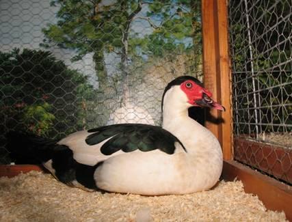 Muscovy ducks can fly very well, although the flying-capacity decreases over the years, as the weight and size of the duck increases.