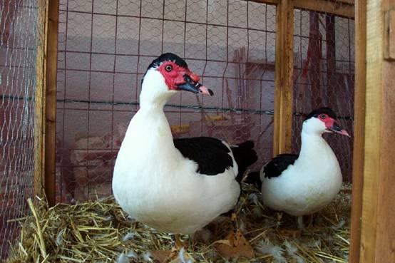 That is clipping of the 10 flights of one wing, so that the duck will get unbalanced when it wants to fly. Left and right below: Black pied Muscovy ducks. Photos: Mick Basset.