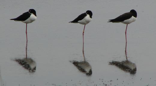 Hawaiian Stilt Himantopus mexicanus hawaiiensis / Ae o What do you hear as you get out of your car at the pond?