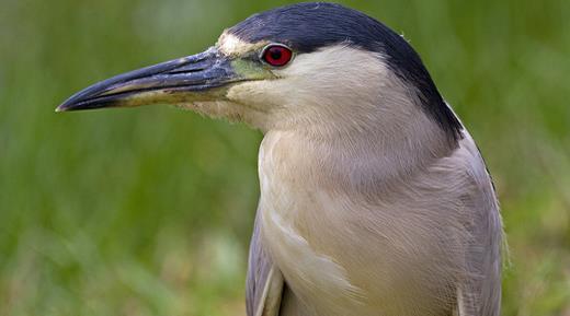 Black-crowned Night Heron Nycticorax nycticorax / Auku u Stocky build with a short neck and short legs.