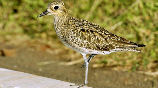 Pacific Golden Plover Pluvialis dominica fulva / Kōlea The breeding adult is spotted gold and black on the crown, back and wings.