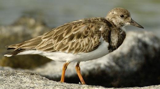 Ruddy Turnstone Arenaria interpres / Akekeke The ruddy turnstone is a dramatically colored shorebird with short orange legs, variegated russet color pattern on its back, and black and white head,