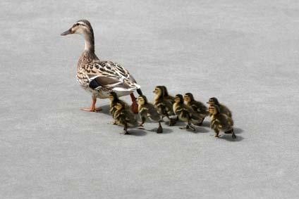 Make Way for Ducklings Fold-and-Learn The Caldecott Medal is awarded annually by the Association for Library Service to