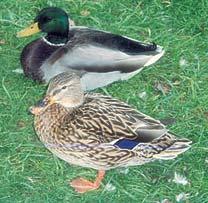 Mallard Duck Male - The male Mallard Duck has a gray body and chestnutbrown breast, a bright green head and white neck ring.