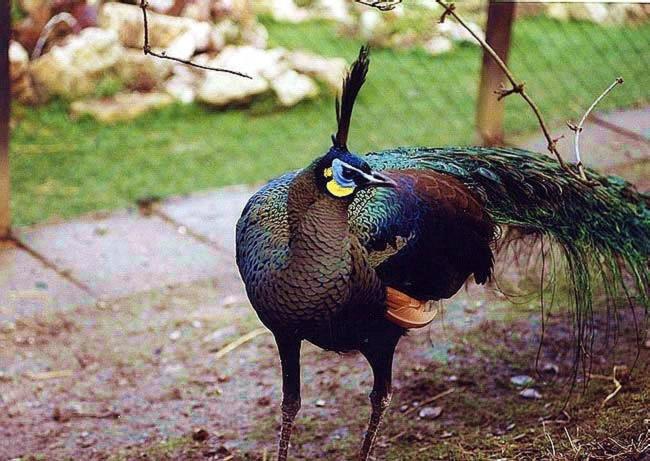 THE LAST CHANCE FOR THE GREEN-NECKED PEAFOWL (Pavo muticus)?