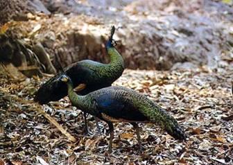 The Sub-species Pavo muticus imperator is also split into 4 more Types and